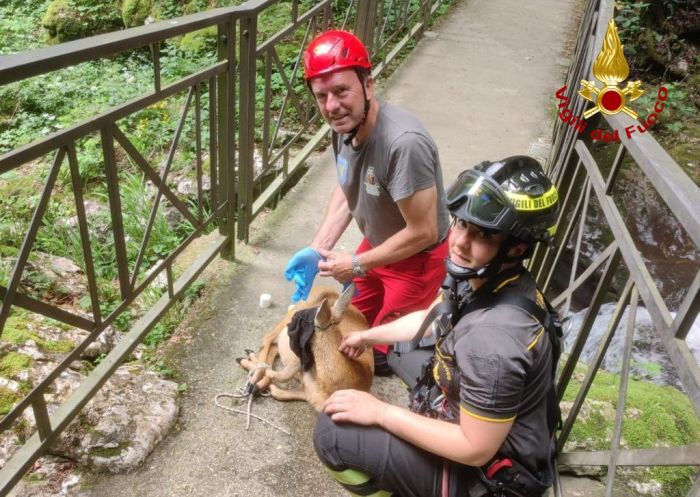 Capriolo incinta bloccato nelle grotte in Fvg: salvataggio spettacolare dei vigili del fuoco