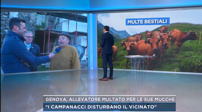 Campanacci troppo rumorosi, scoppia il caso in Liguria: mucche notturne protagoniste a Mattino 5