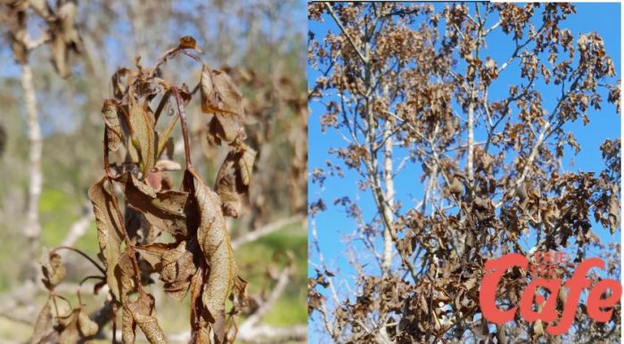 Opicina, gelo primaverile sull’altopiano: -2°C e brina sulle piante