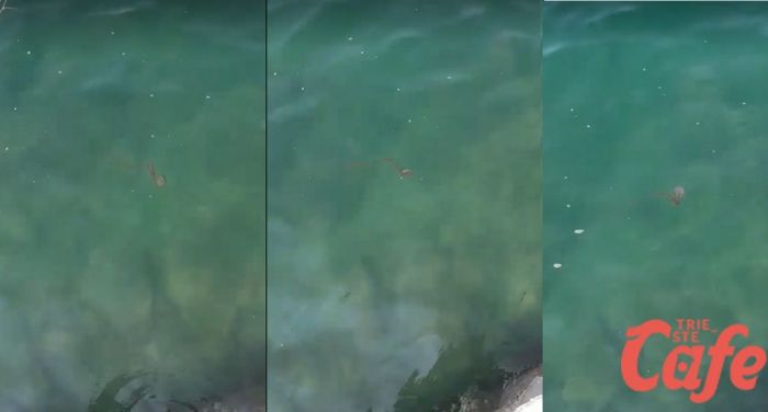 'Strane' meduse Chriysora presenti nel golfo di Trieste (VIDEO)