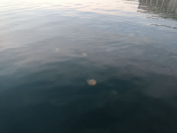 Trieste, invasione di meduse a Pasquetta: “Almeno cento in mare”
