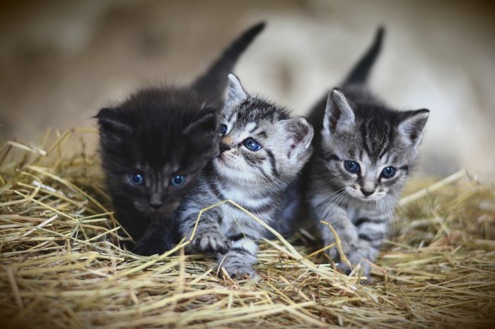 Oggi si festeggia la giornata del gatto, un mondo di MIAO-auguri a tutti! 
