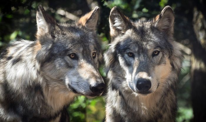 Chernobyl, lupi 'mutanti' più resistenti al cancro: lo studio