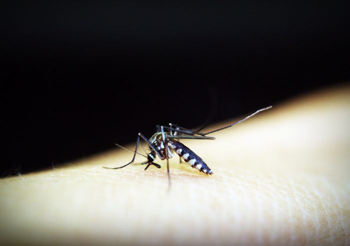 Dengue in Italia, l'esperto: Vanno evitati i focolai, attenzione in primavera ed estate