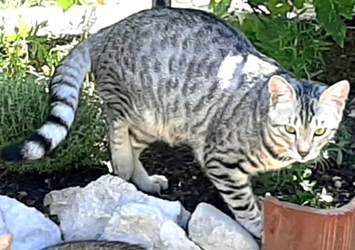 Roiano, scomparsa Lincy da via dei Moreri: appello del proprietario