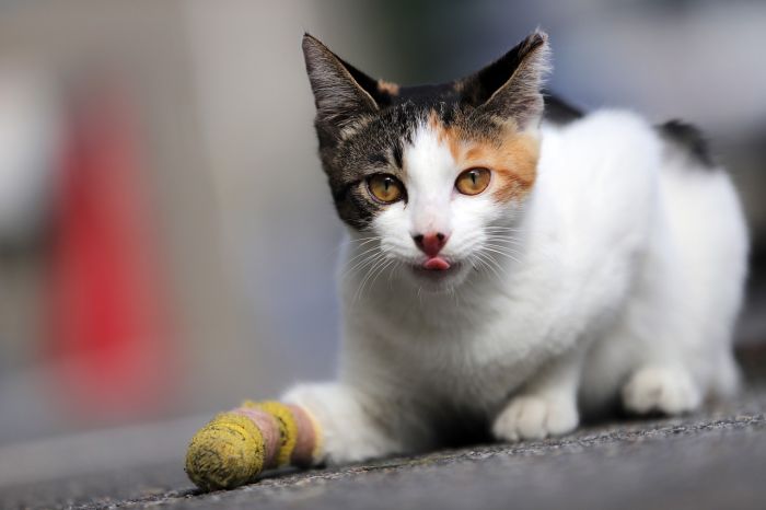 Incrociamo un animale ferito, cosa dobbiamo fare? 