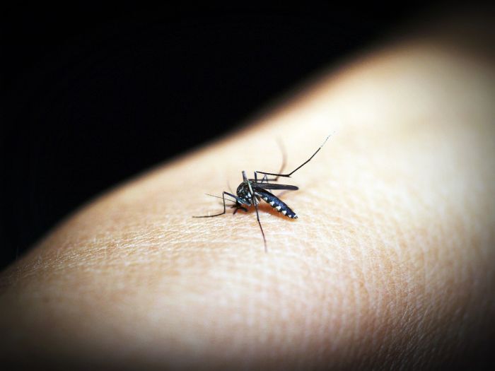 In Brasile verso 2 milioni casi Dengue, record in 24 anni