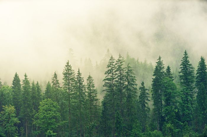 Ambiente: Wwf, in 30 anni persi 178 milioni ettari foreste