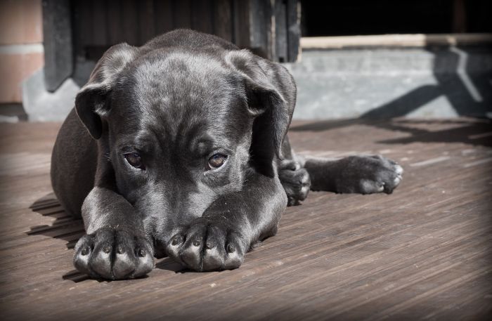 Animalisti denunciano, cane ucciso a fucilate nel padovano