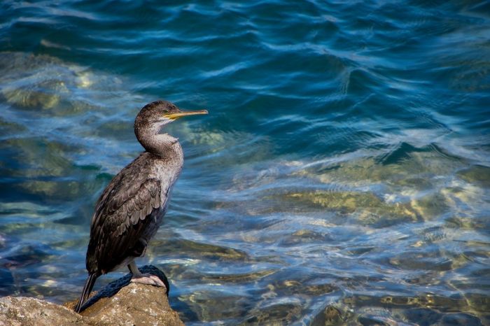 I cormorani ladri di pesce, ne mangiano fino a 10 chili al mese