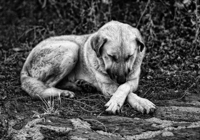  Animali, ritiro patente a chi li abbandona