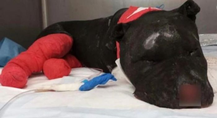 Morto Aron, il cane bruciato vivo a Palermo: lutto in Italia 