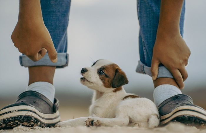 Catania: cagnolino di razza Jack Russell rischia di soffocare, carabinieri lo salvano