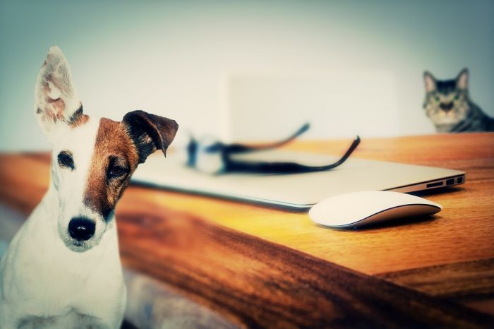 Animali: Coldiretti, in una casa su 3; pet economy vale 3,5 miliardi 