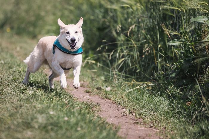 Un triestino: 'Comune crei a Trieste un parco attrezzato ad uso esclusivo dei cani con addestratori formati' 