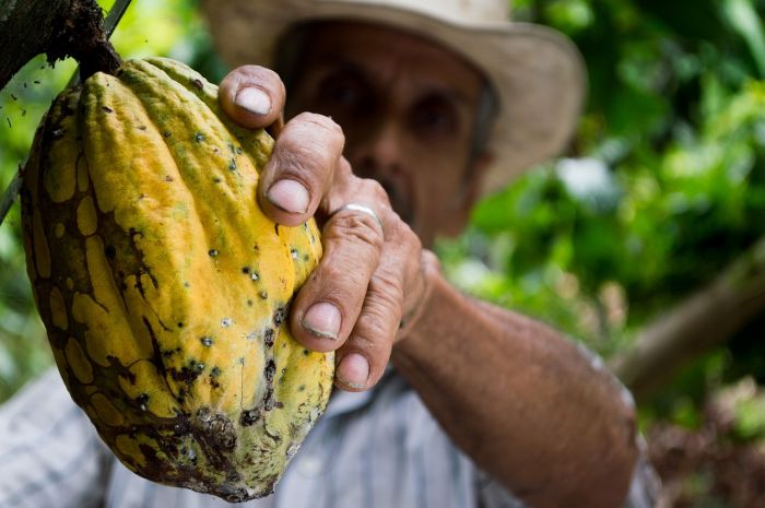 Virus fa crollare produzione mondiale cacao, ma 'vaccini' possono aiutare