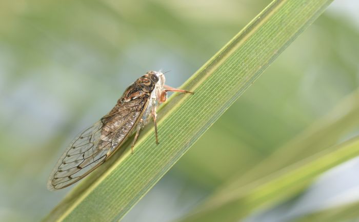 Miliardi di cicale invaderanno gli Stati Uniti nelle prossime settimane