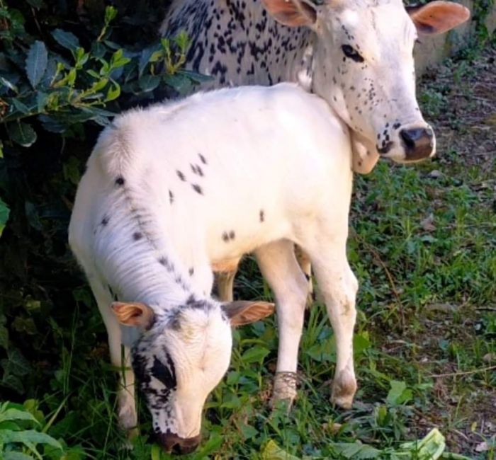 Splendida coppia di zebú rintracciata a Muggia (VIDEO) 