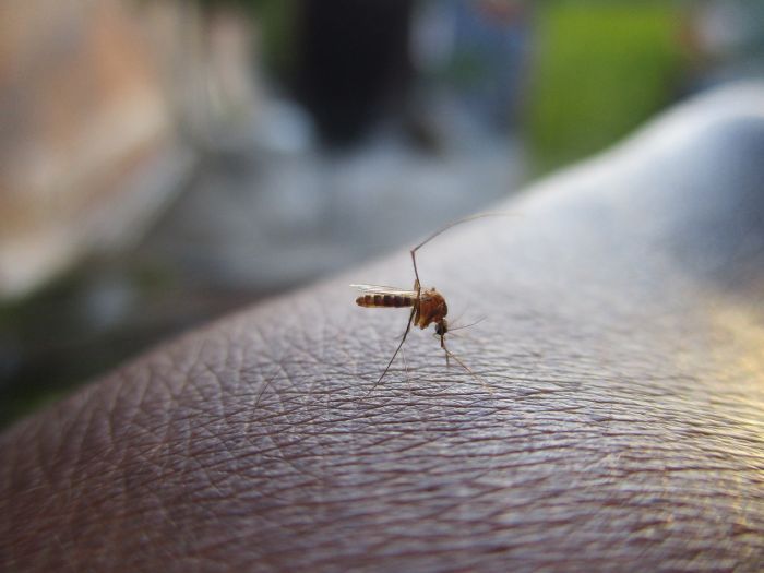 Nuovi casi Dengue a Trieste, uno confermato, uno in fase di accertamento 