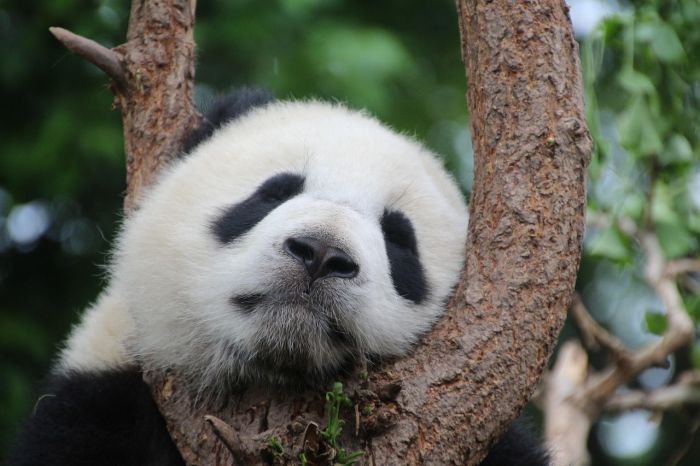 Cina-Austria: Pechino inviera' nuova coppia di panda giganti allo zoo di Schonbrunn