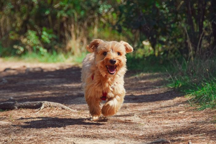 Triestino' "Puzza ovunque, perché proprietari di cani non si portano dietro bottiglietta d'acqua?' 