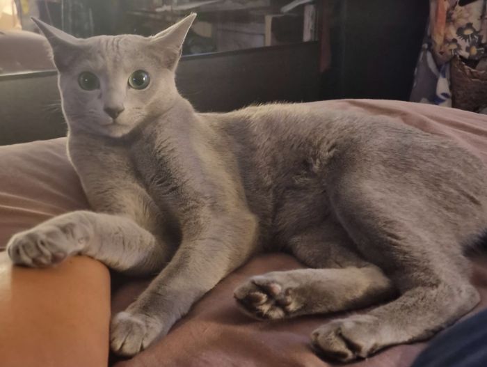Appello disperato: scomparso Rio, gatto dal mantello grigio chiaro in zona Valmaura