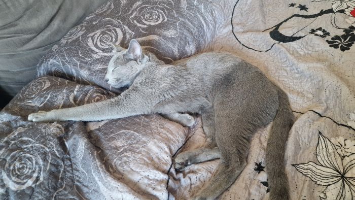 Trieste abbraccia Rio: il gatto scomparso torna a casa grazie alla solidarietà della città
