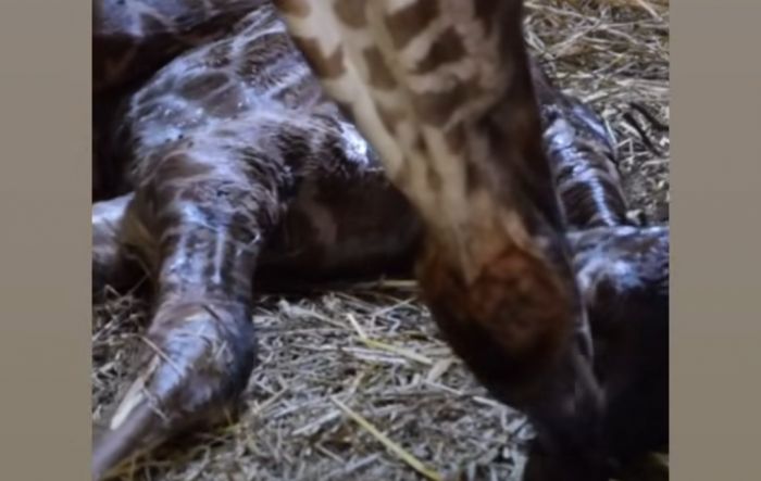 Fiocco rosa in parco zoologico novarese: nato cucciolo giraffa