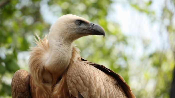 Grifone di 36 anni sarà liberato domenica alla Riserva di Cornino