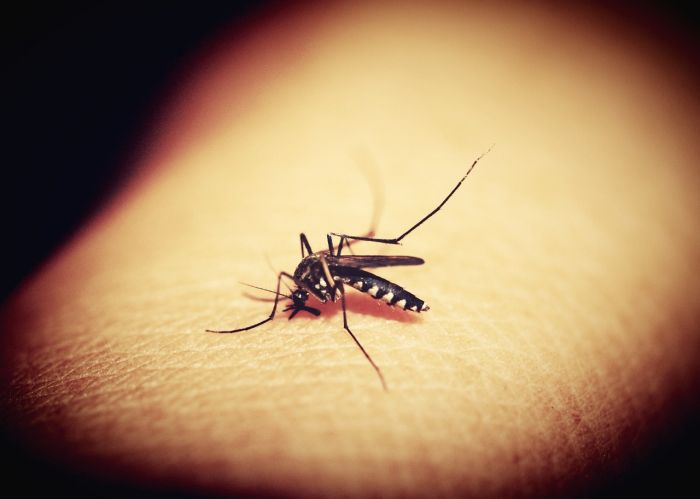 Caso di dengue, giovedi sera disinfestazione tra piazza Garibaldi ospedale Maggiore 