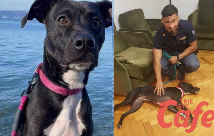 Ritrovata Minnie, proprietaria: "Ringraziamento speciale per tutti quelli che ci hanno aiutato"