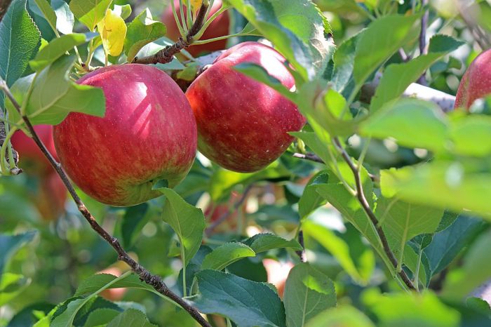 Mela e kiwi reggono il comparto ortofrutticolo in Fvg