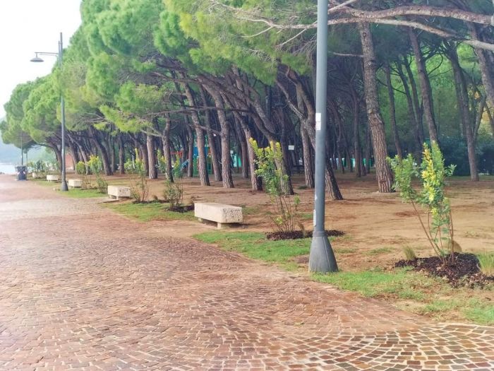 Alberi, aree gioco e nuove piantumazioni, Babuder: “Dal 2023 più alberi di quelli abbattuti” (VIDEO)