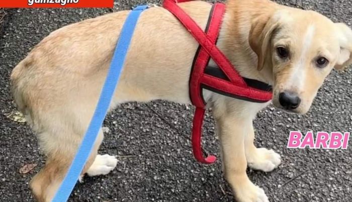 Smarrita cucciola Barbi a San Giovanni, zona rotonda del Boschetto