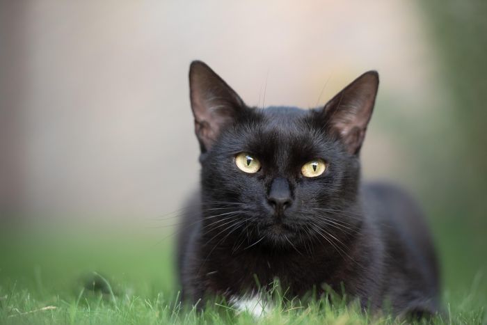 Oggi è la giornata del gatto nero, tra leggende e fascino misterioso