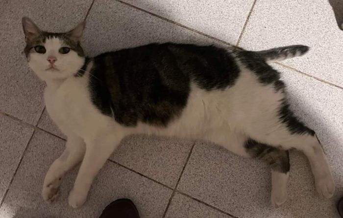 Gatto smarrito in zona via Pindemonte: si cerca Riff