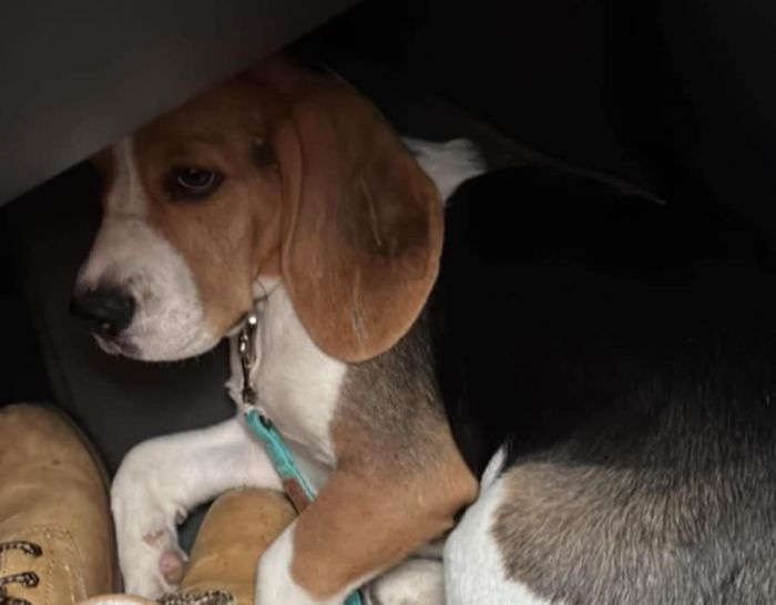 Il cucciolo di beagle smarrito a Montebello è stato ritrovato!