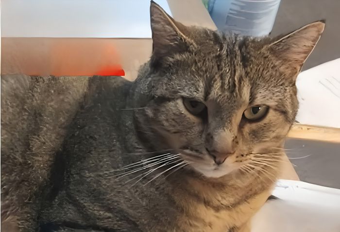 Trieste: smarrito il gatto Dizi, appello del proprietario 