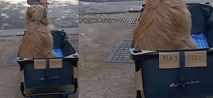 Carrello smarrito con i ricordi della cagnolona Maya: appello di una triestina