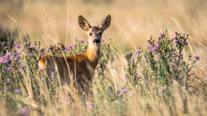 Triestino investe un dolce e delizioso capriolo e fugge senza prestare soccorso: rintracciato e sanzionato