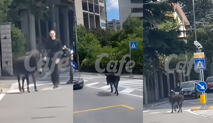 Asino in fuga tra le auto a Trieste: traffico rallentato in via Marchesetti (VIDEO) 