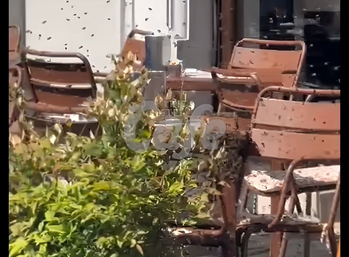 Sciame d’api invade piazza Verdi: allertati i Vigili del Fuoco per l’intervento di rito (VIDEO) 