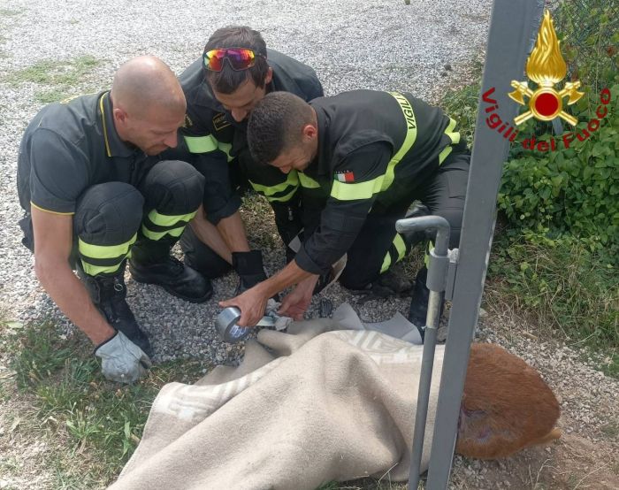 Daino incastrato tra le sbarre di un cancello: salvato dai Vigili del Fuoco