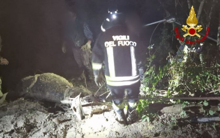 Vigili del fuoco salvano un’asina intrappolata dal fango dopo una frana