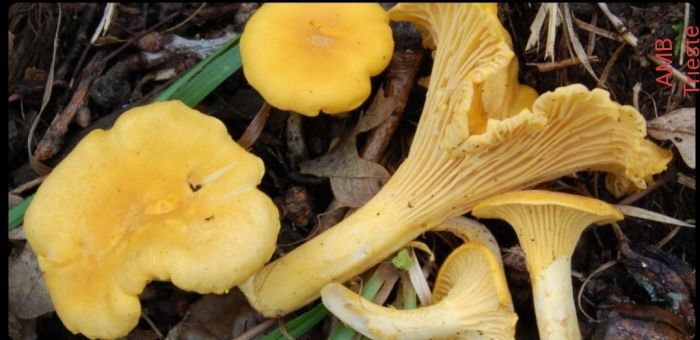 Ispettorato micologici in campo: in aumento le intossicazioni da funghi in Fvg 