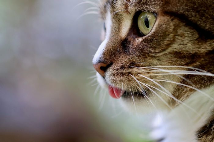 Randagismo felino, svolta storica Fvg: obbligo di microchip e sterilizzazione per i gatti liberi