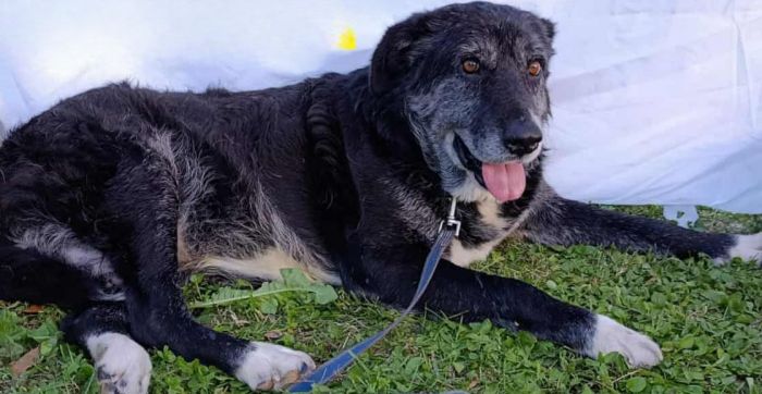 Allarme a quattro zampe: scomparso un cane con collare arancione, lanciato un appello ai cittadini