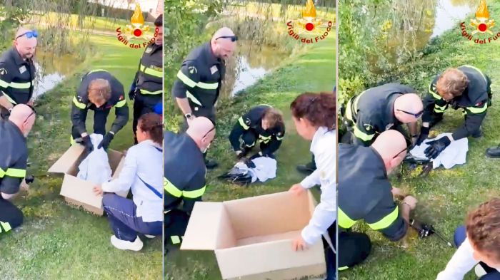 Mogliano Veneto, airone rimasto intrappolato in una siepe salvato dai Vigili del fuoco