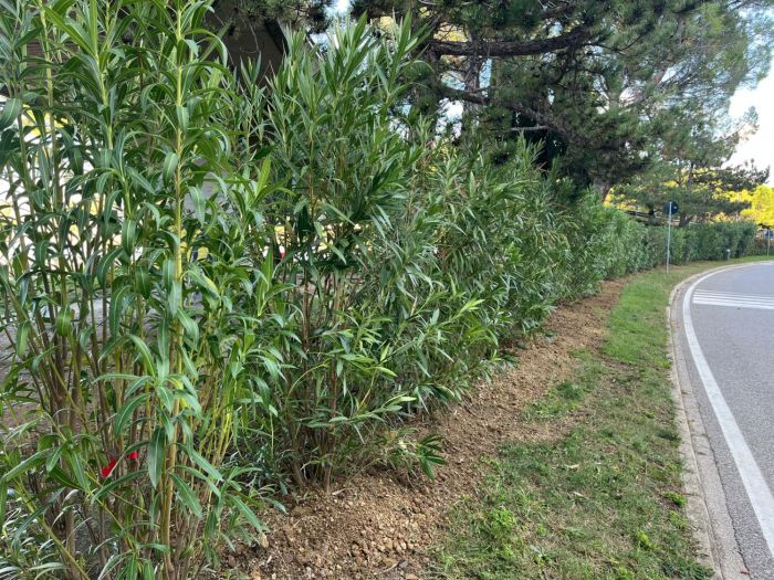 Piantati 40 nuovi oleandri all'ingresso di Muggia