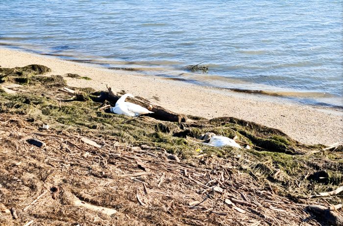 Decine di cigni morti lungo le coste del Friuli Venezia Giulia: indagini in corso